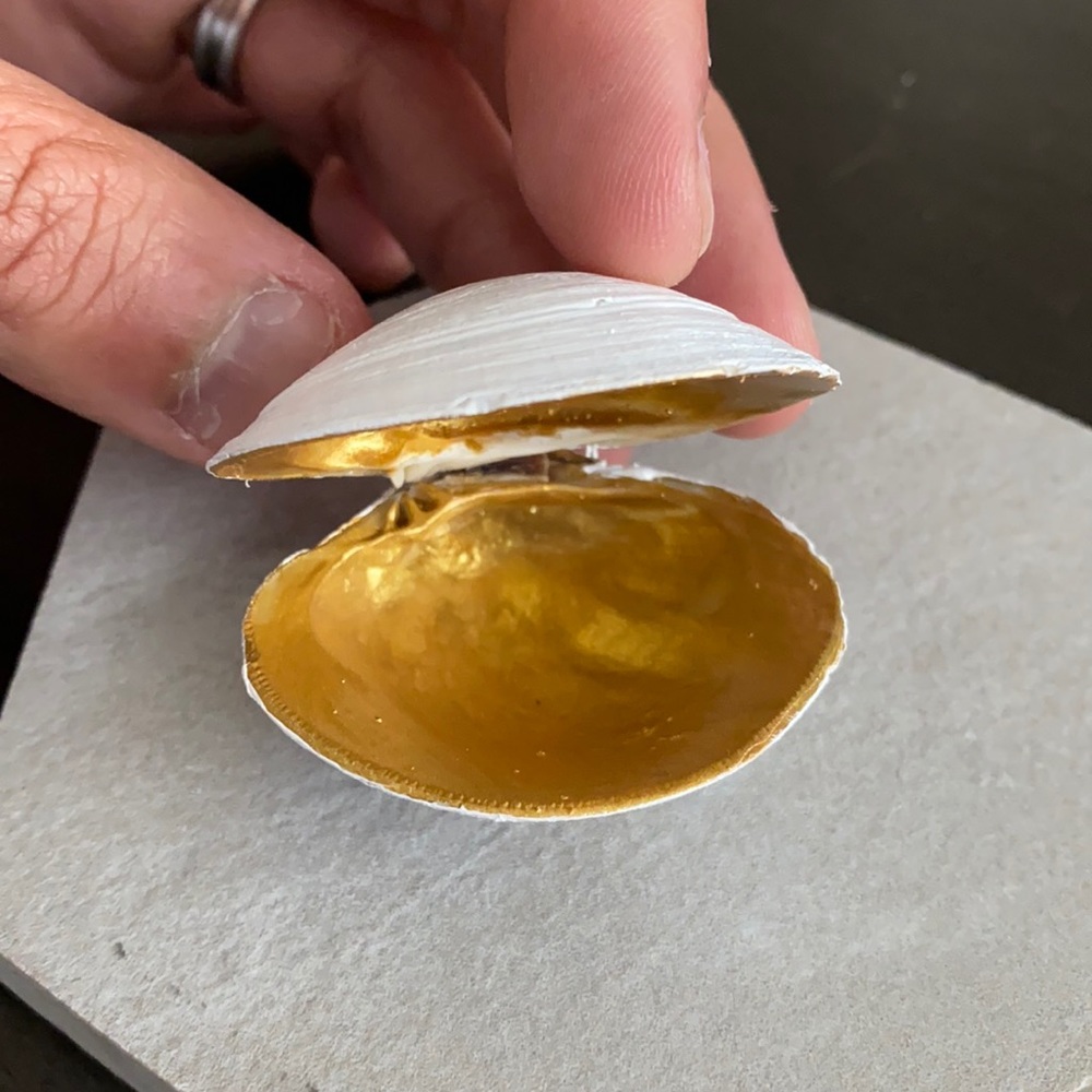 Midas of the Sea shell small